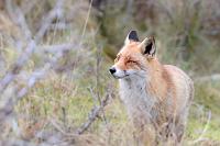 rode vos (vulpes vulpes crucigera) 1-2018 9553